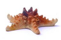 Декор для аквариумов "Морская звезда", 15*15*5 см, Aqua-decor zeester