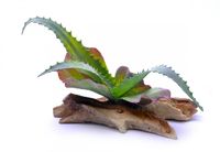 Декор для аквариумов "Кактус Микс", 14*8*16 см, Aqua-decor cactus mix