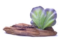 Декор для аквариумов "Кактус", 14*8*12 см, Aqua-decor cactus 1